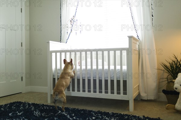 Dog standing on hind legs by cot
