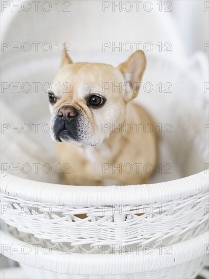 Dog in white basket