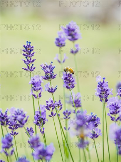 Bee on lavender