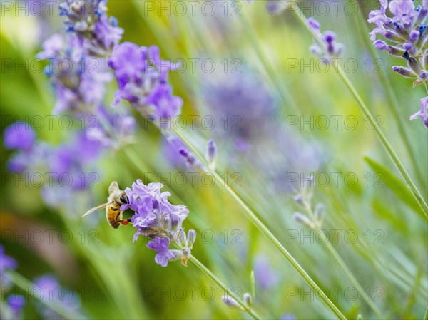 Bee on lavender