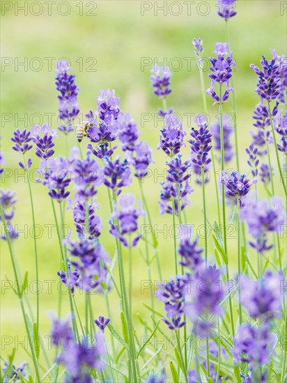 Bee on lavender