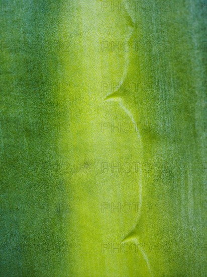 Close-up of green leaf with thorns