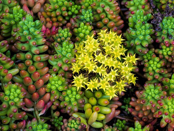 Succulent plants with yellow flowers