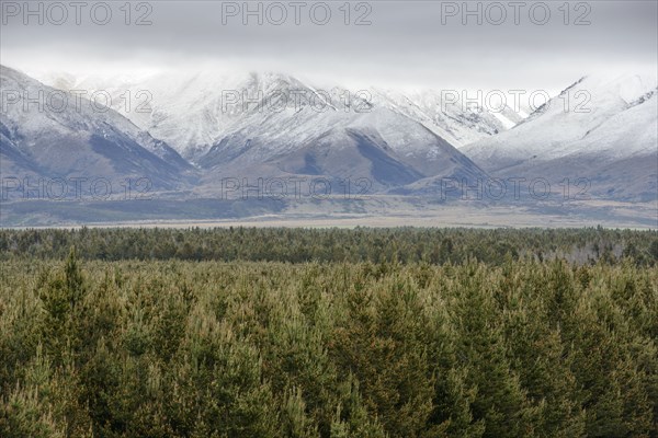 Forest by Ben Ohau mountain range in Dobson Valley, New Zealand