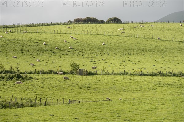 Sheep in field in Owaka, New Zealand