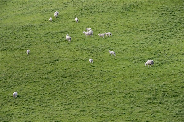 High angle view of sheep in field in Tarara, New Zealand