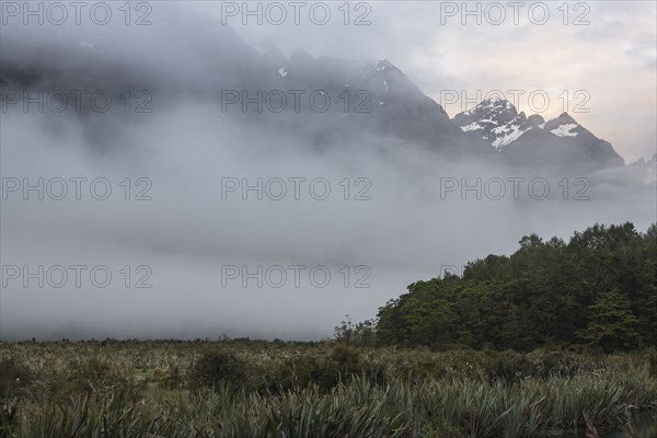 Fog in field at sunrise near Milford Sound, New Zealand