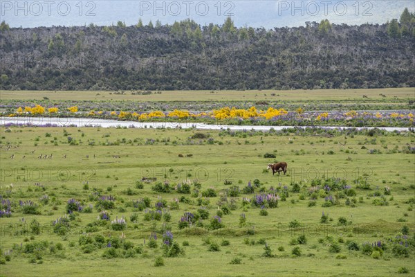 Cow in field by Eglinton River in Te Anau Downs, New Zealand