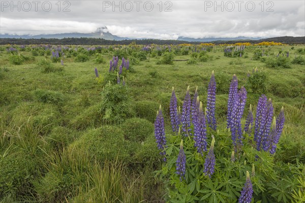 Purple lupins in field on Te Anau Downs, New Zealand