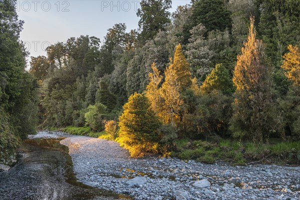 River by an autumn forest near Fox Glacier, New Zealand