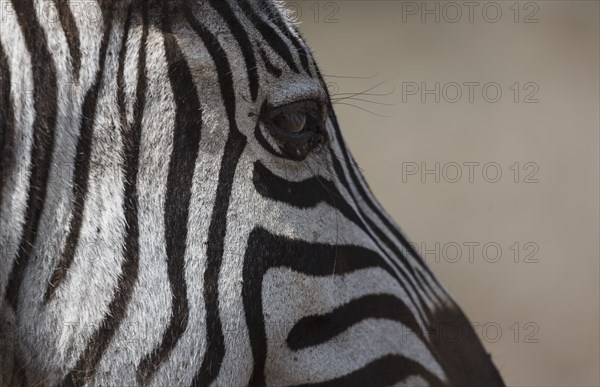 Profile of zebra