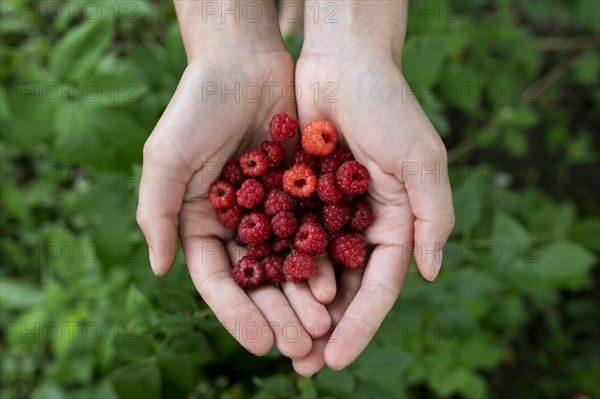 Woman's cupped hands holding raspberries