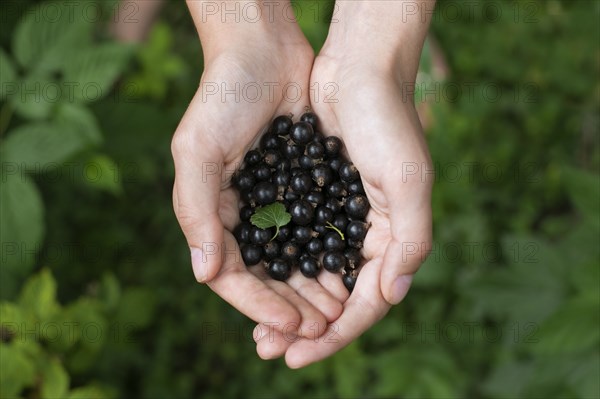 Woman's cupped hands holding blueberries