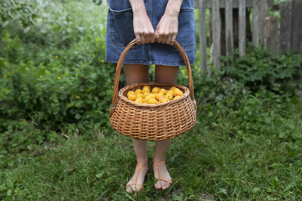 Woman holding basket of apricots