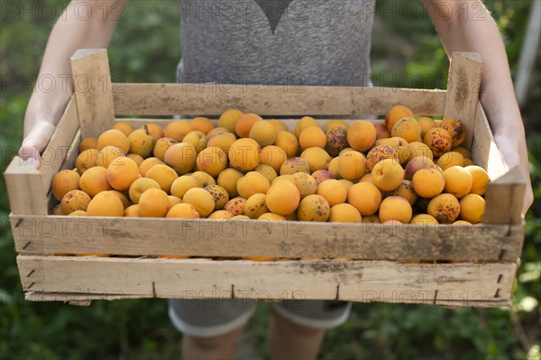 Boy holding crate of apricots