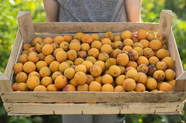 Boy holding crate of apricots