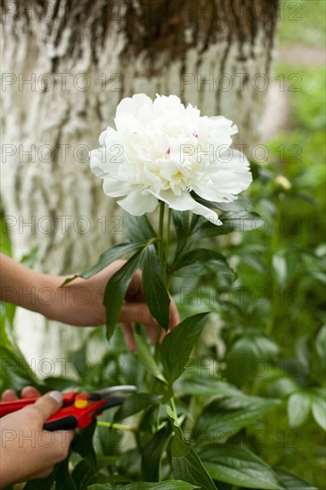 Hands of woman cutting white flower