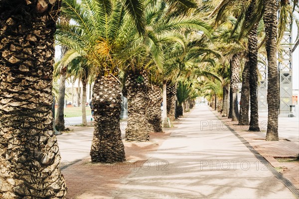 Palm trees on street in Barcelona, Spain