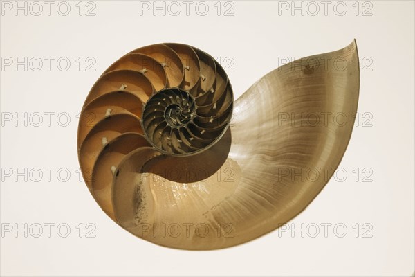 Bisected nautilus shell