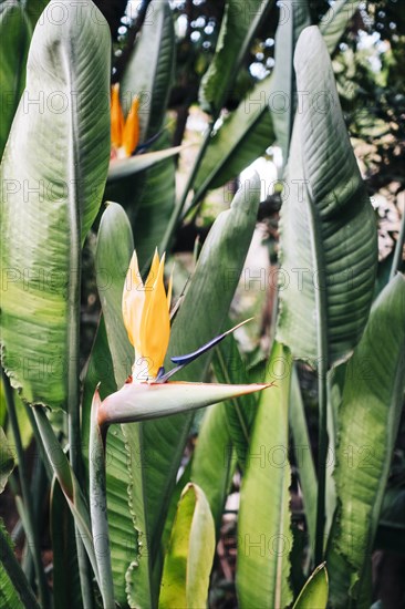 Bird of paradise flower