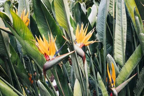 Bird of paradise flower