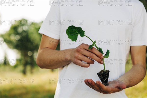 Hands of young man holding sapling