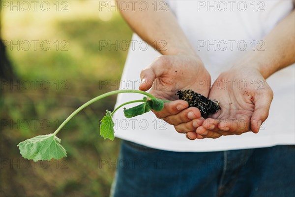 Hands of young man holding sapling