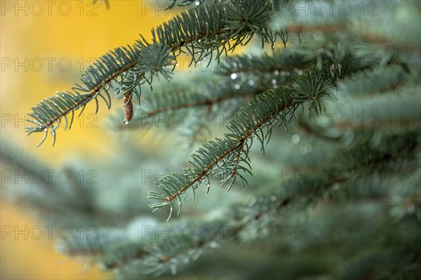 Wet pine tree branches