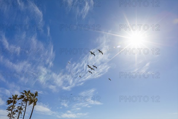 Pelicans flying under sunshine