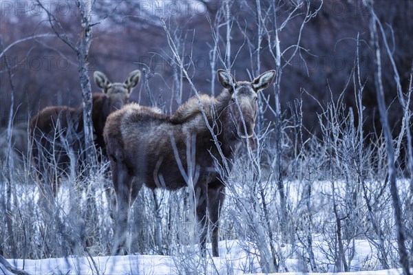 Moose in Picabo, Idaho