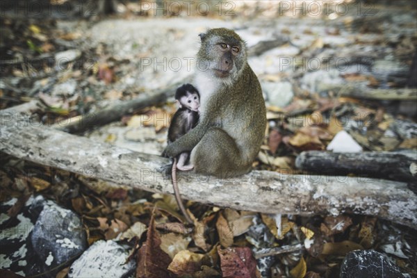 Macaque holding young macaque on log