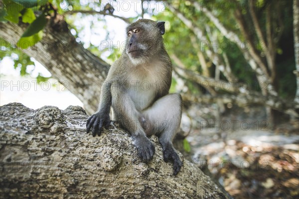Macaque sitting on rock