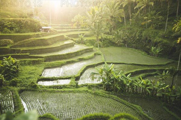 Terraced rice paddies in Bali, Indonesia