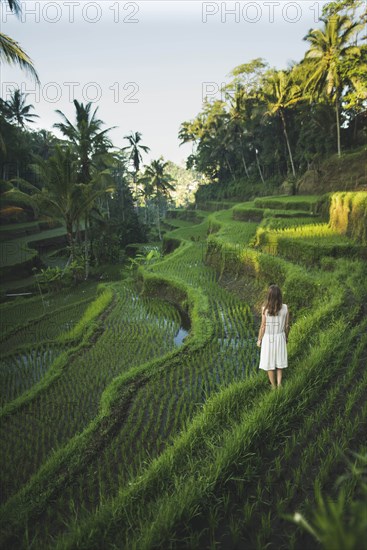 Woman wearing white dress on terraced rice paddies in Bali, Indonesia