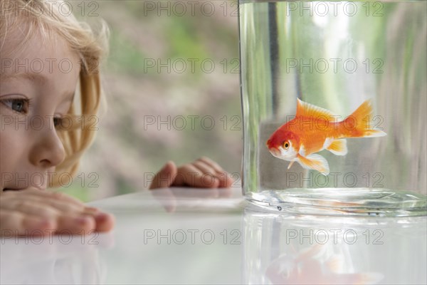 Curious boy looking at goldfish in bowl