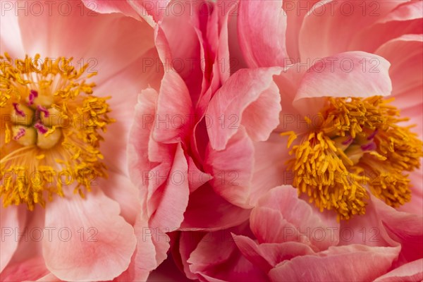 Close up of peonies