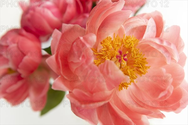 Close up of peonies