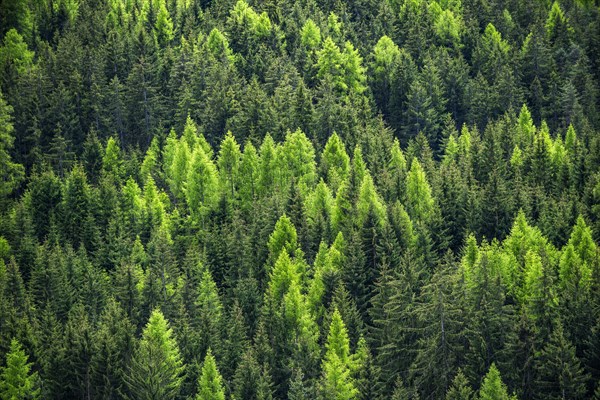 Hillside pine forest