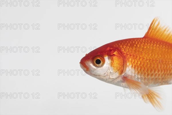 Side view of goldfish