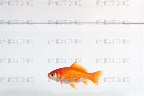 Goldfish in water