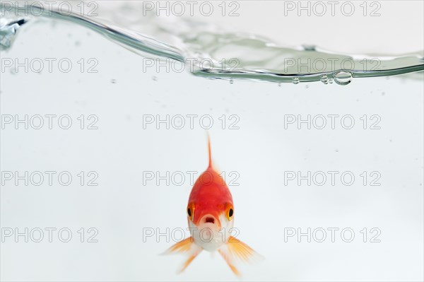 Goldfish under waves