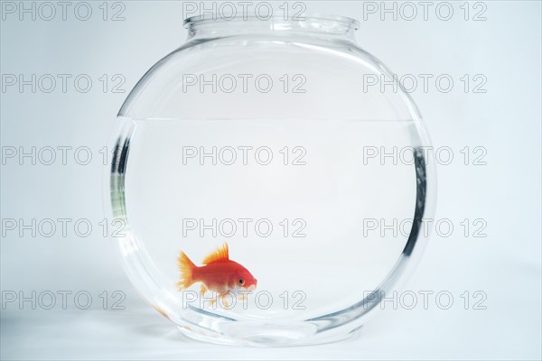 Goldfish in fishbowl