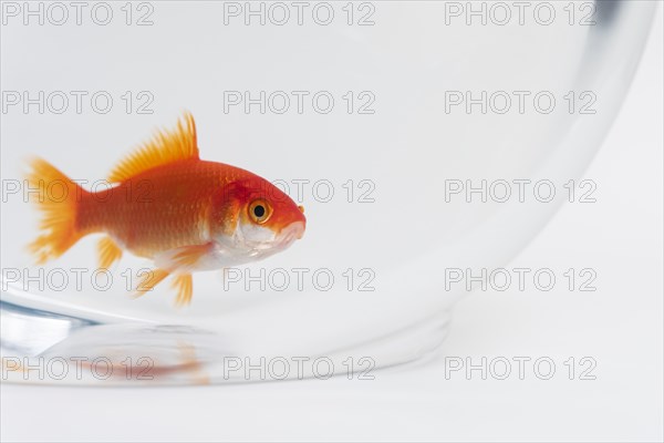 Goldfish in fishbowl