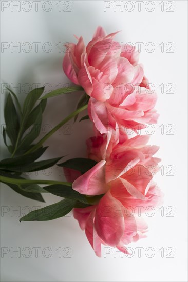 Peonies on white background