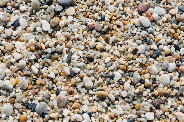 Seashells and pebbles on beach