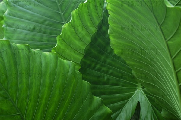 Green palm leaves