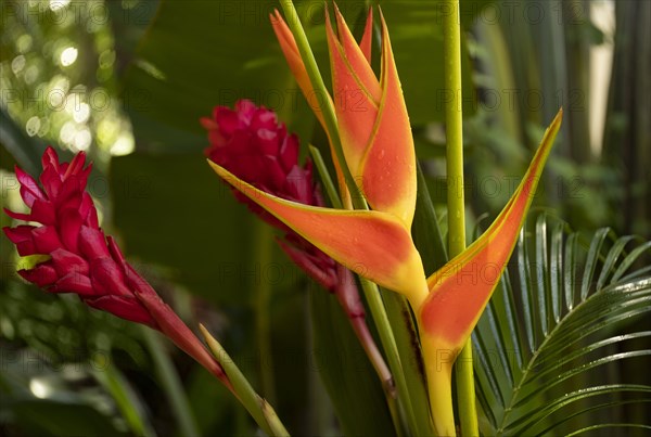 Bird of paradise flower