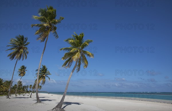 Palm trees on beach in Las Terrenas, Dominican Republic