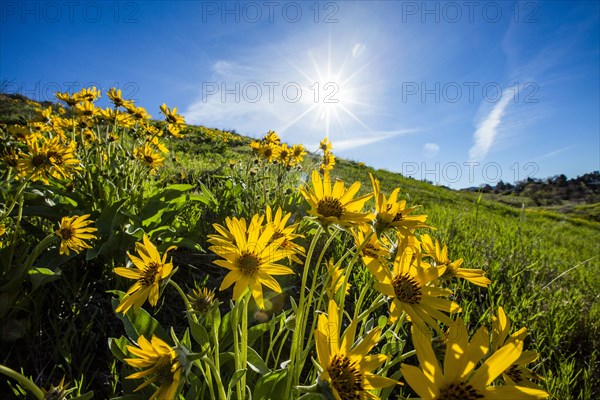 Arrowleaf balsamroot flowers under sunshine