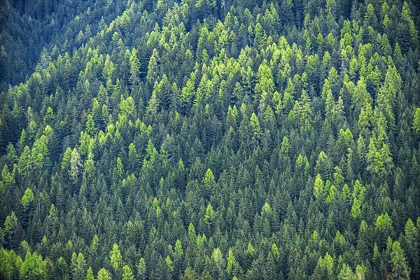 Hillside pine forest